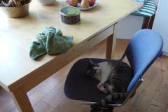 2020-fruehjahr-unfug_19