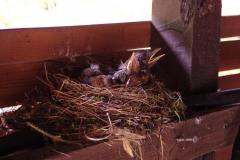 2020-fruehjahr-unfug_20