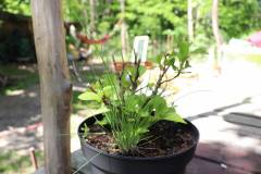 2020-fruehjahr-unfug_6